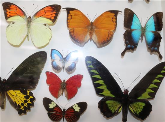 A collection of various exotic butterflies housed in three glazed wooden cases, largest case is 25.25 x 19.25in.